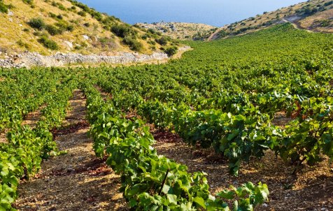 Island Hvar & wine tasting - Exclusive private speedboat tour