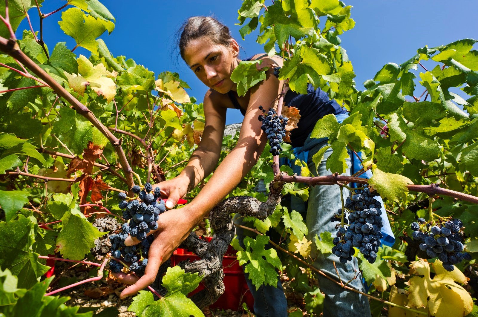 Island Hvar & wine tasting